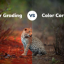 Contok color grading pada sebuah photo